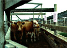RFID Livestock